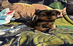 Yorkshire Terrier dogs for sale: Blue4 - Image 2