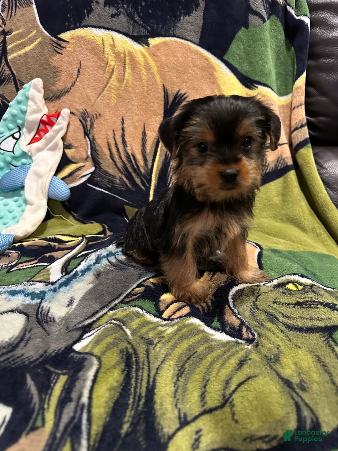 Yorkshire Terrier dogs for sale: Blue4 - Image 2