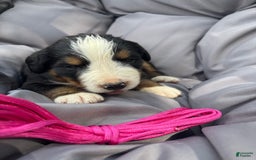 Bernese Mountain Dog dogs for sale: Pink - Image 3