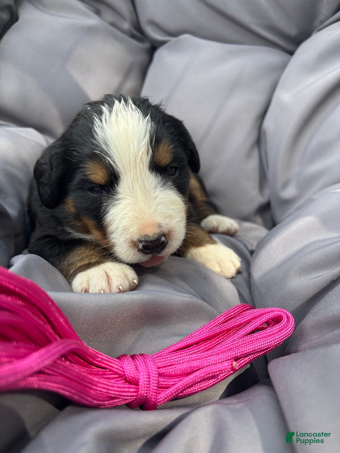 Bernese Mountain Dog dogs for sale: Pink - Image 3