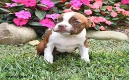Boston Terrier dogs for sale: Faith - Image 5