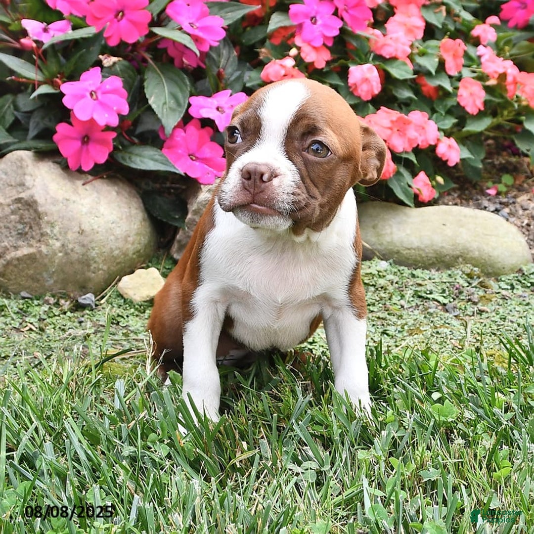 Boston Terrier dogs for sale: Faith - Image 5