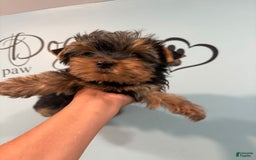 Yorkshire Terrier dogs for sale: Bear - Image 2
