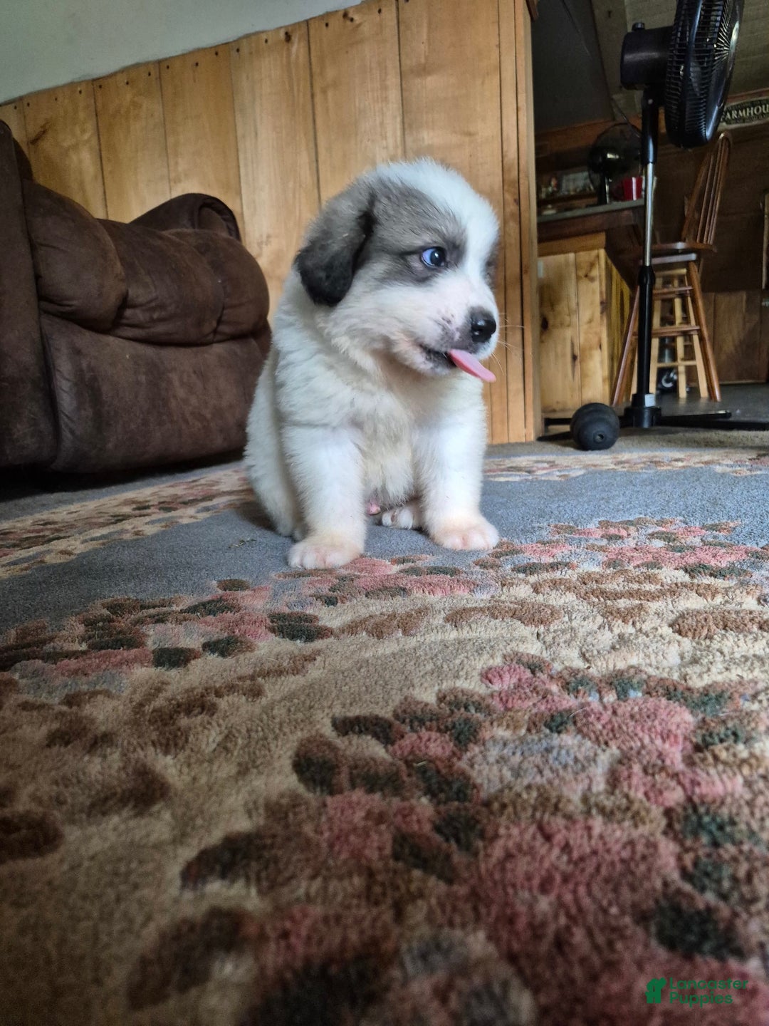 Great Pyrenees dogs for sale: Black - Image 6