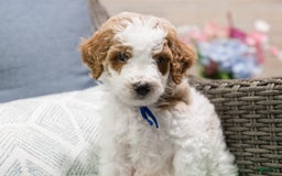 Standard Poodle dogs for sale: Frosting - Image 1