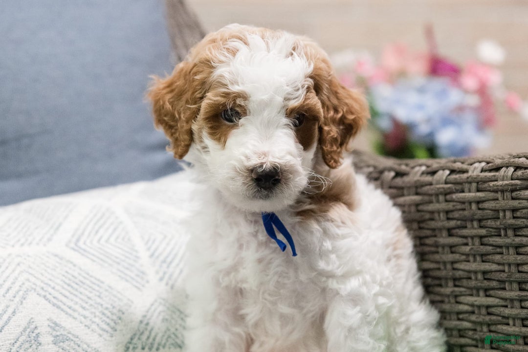 Standard Poodle dogs for sale: Frosting - Image 1