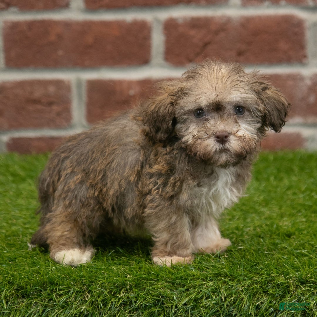 Havanese dogs for sale: Wyatt - Image 1