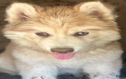 Siberian Husky dogs for sale: Daisy Light Red Mask - Image 4