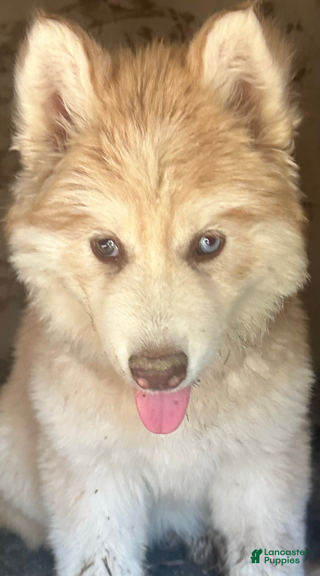 Siberian Husky dogs for sale: Daisy Light Red Mask - Image 4
