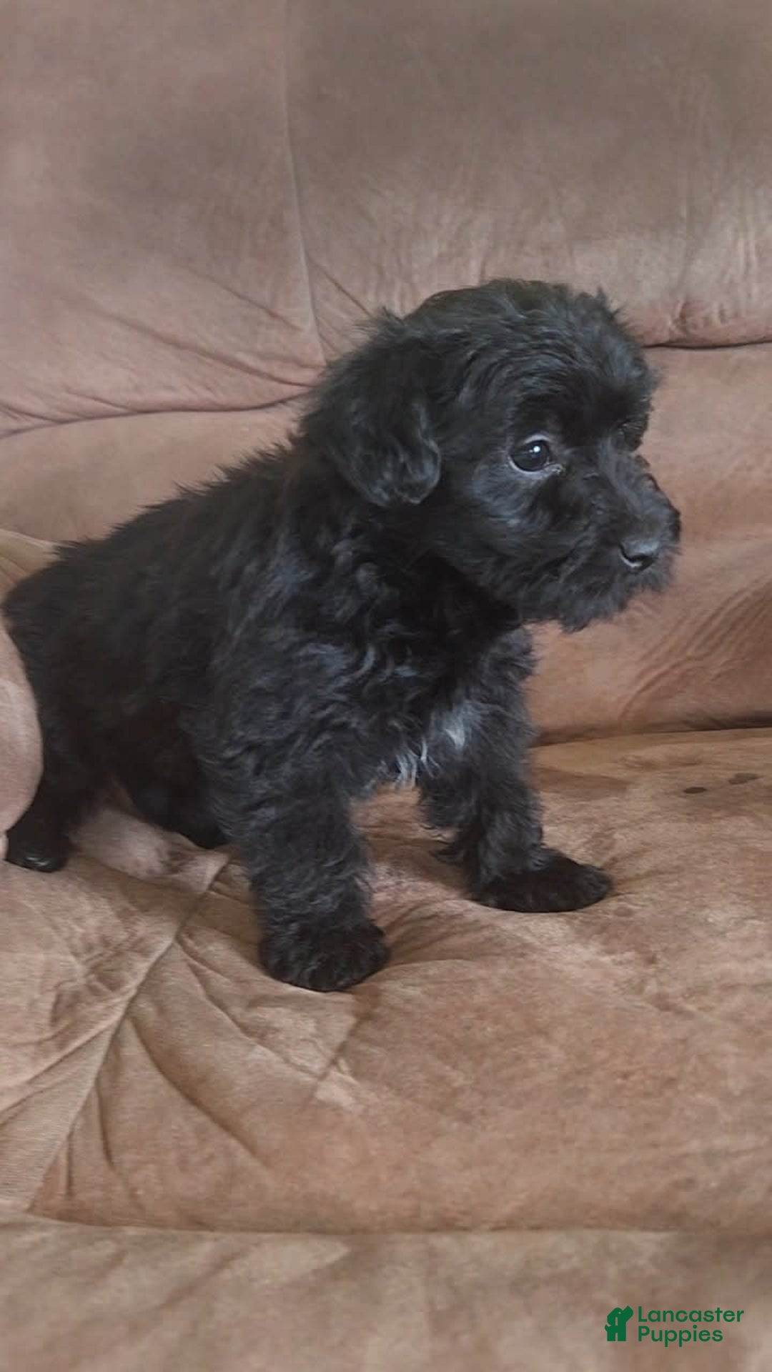 Yorkiepoo dogs for sale: Elvis - Image 2