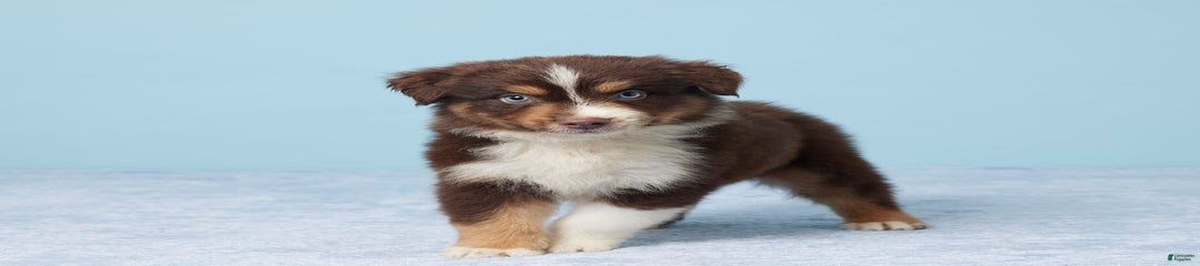 Charlie