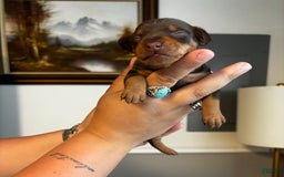 Miniature Pinscher dogs for sale: Ophelia - Image 1