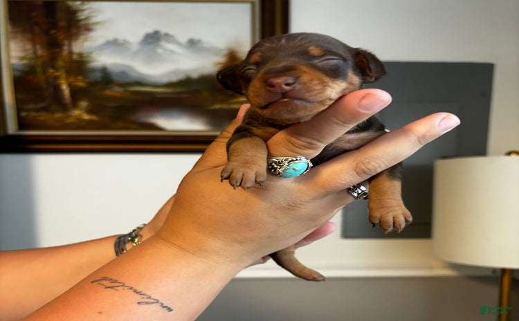 Miniature Pinscher dogs for sale - Ad 1