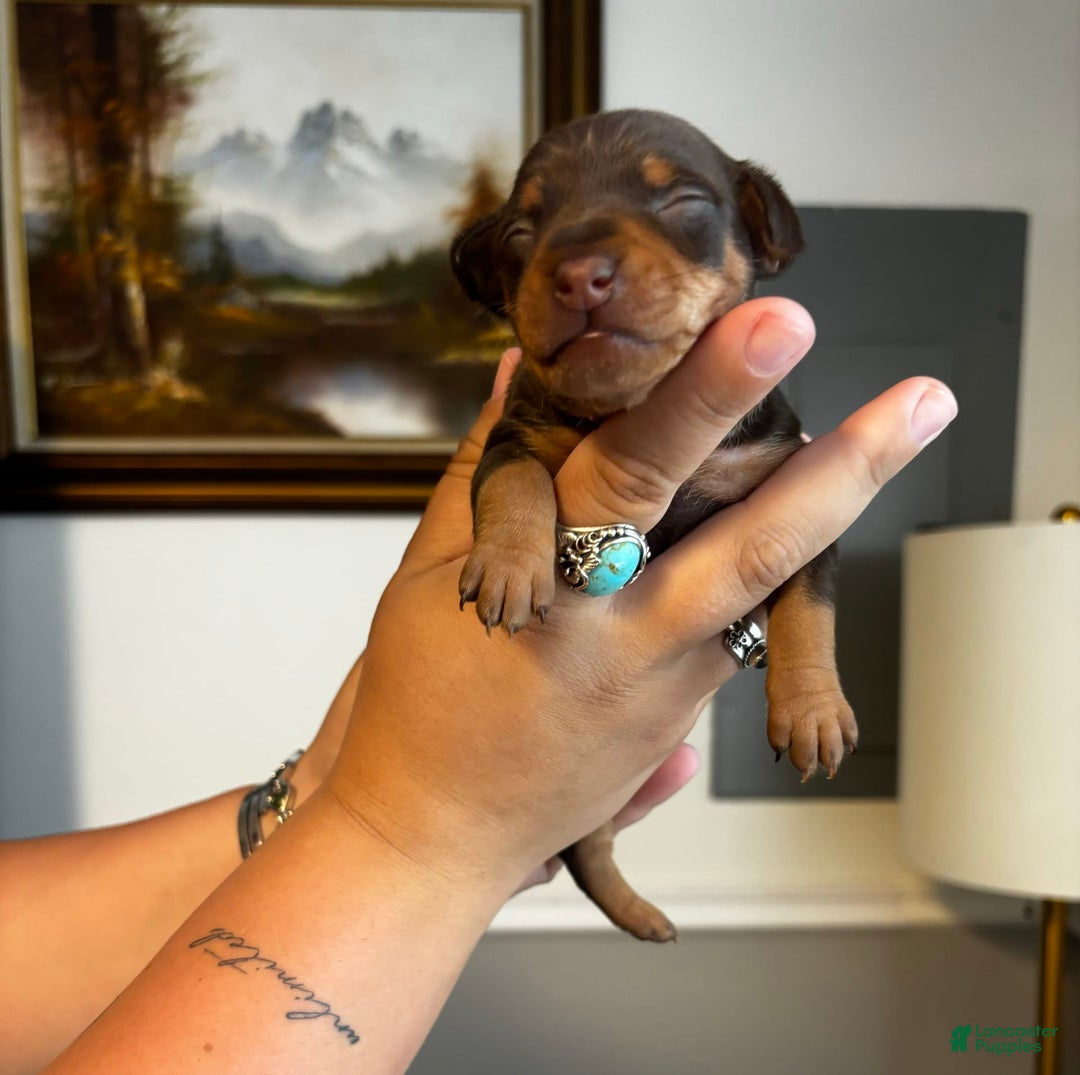 Miniature Pinscher dogs for sale: Ophelia - Image 1