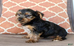 Yorkshire Terrier dogs for sale: Grayson - Image 3