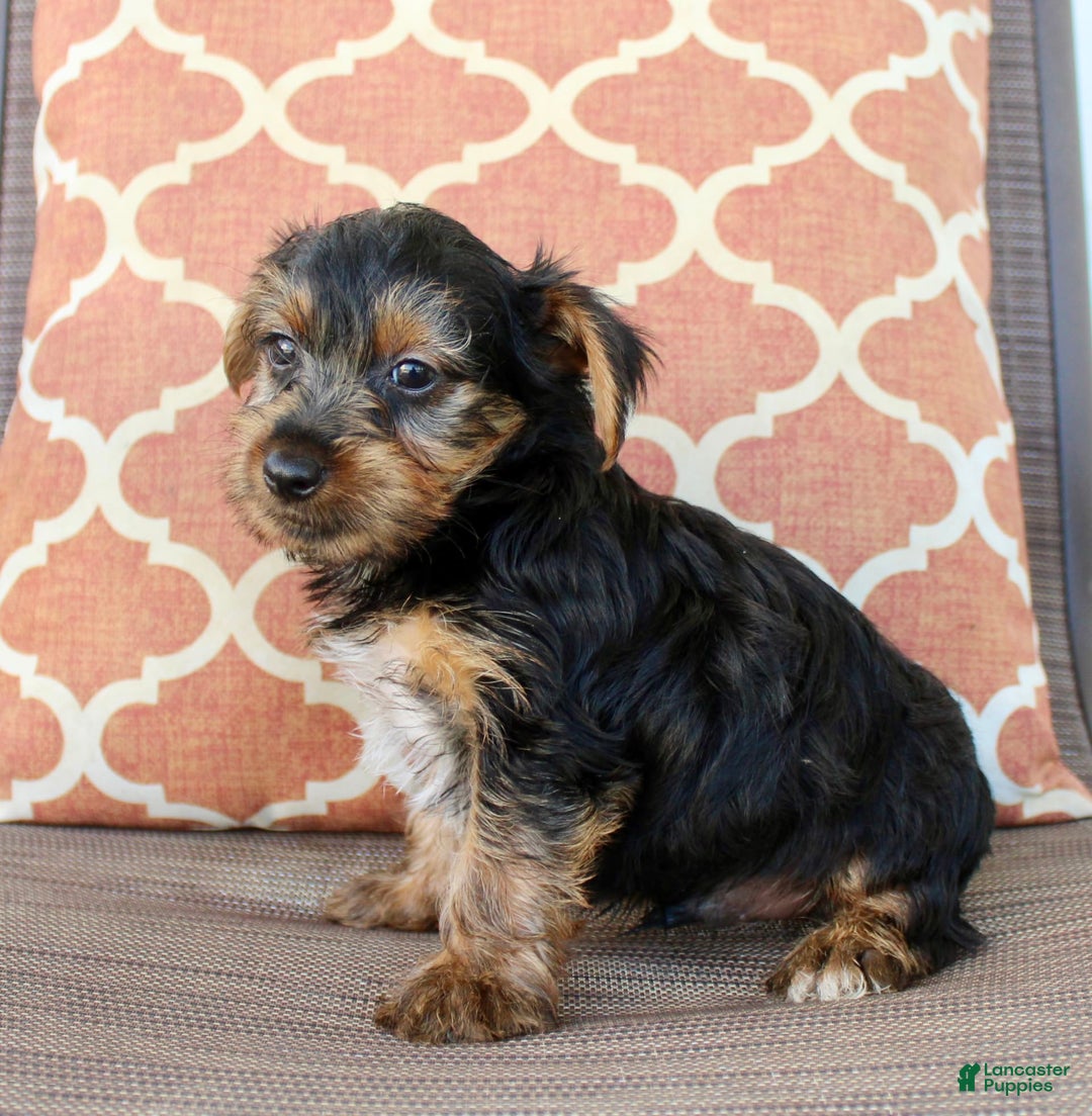 Yorkshire Terrier dogs for sale: Grayson - Image 3