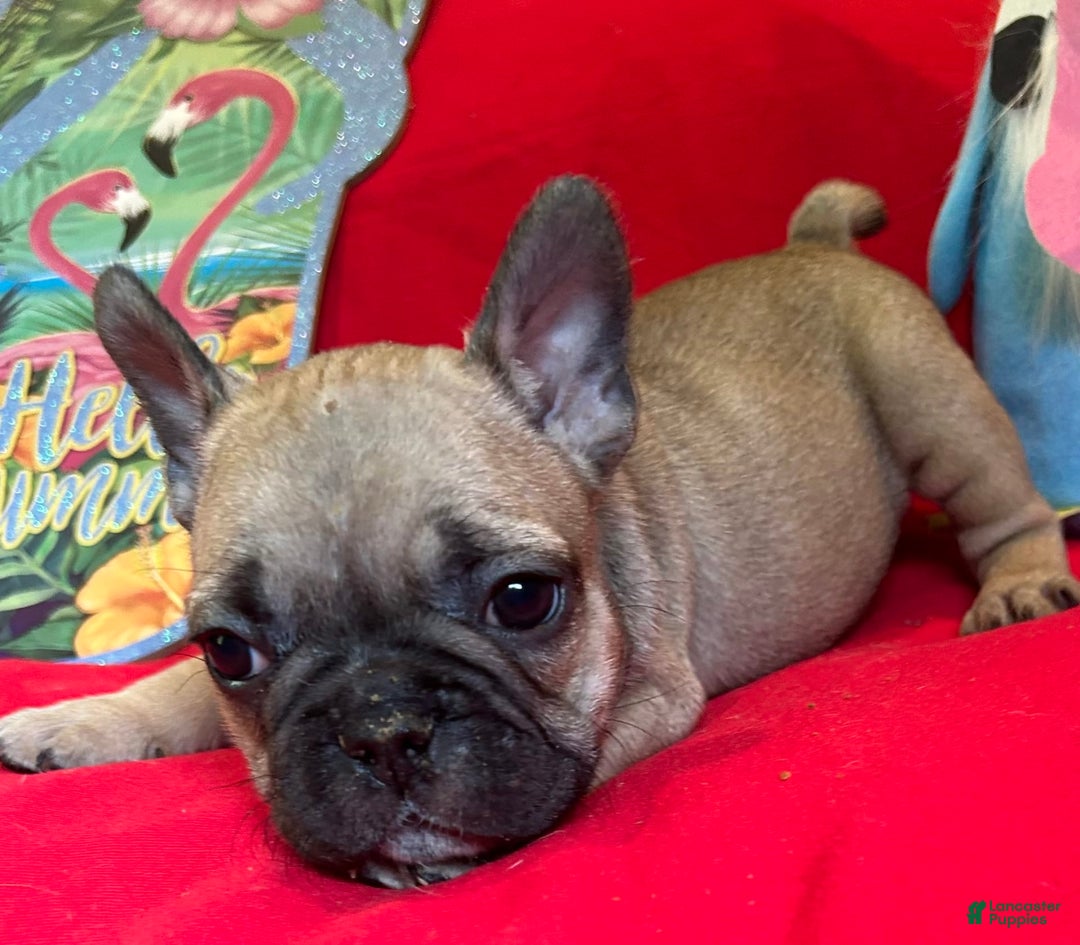 French Bulldog dogs for sale: Laia - Image 1