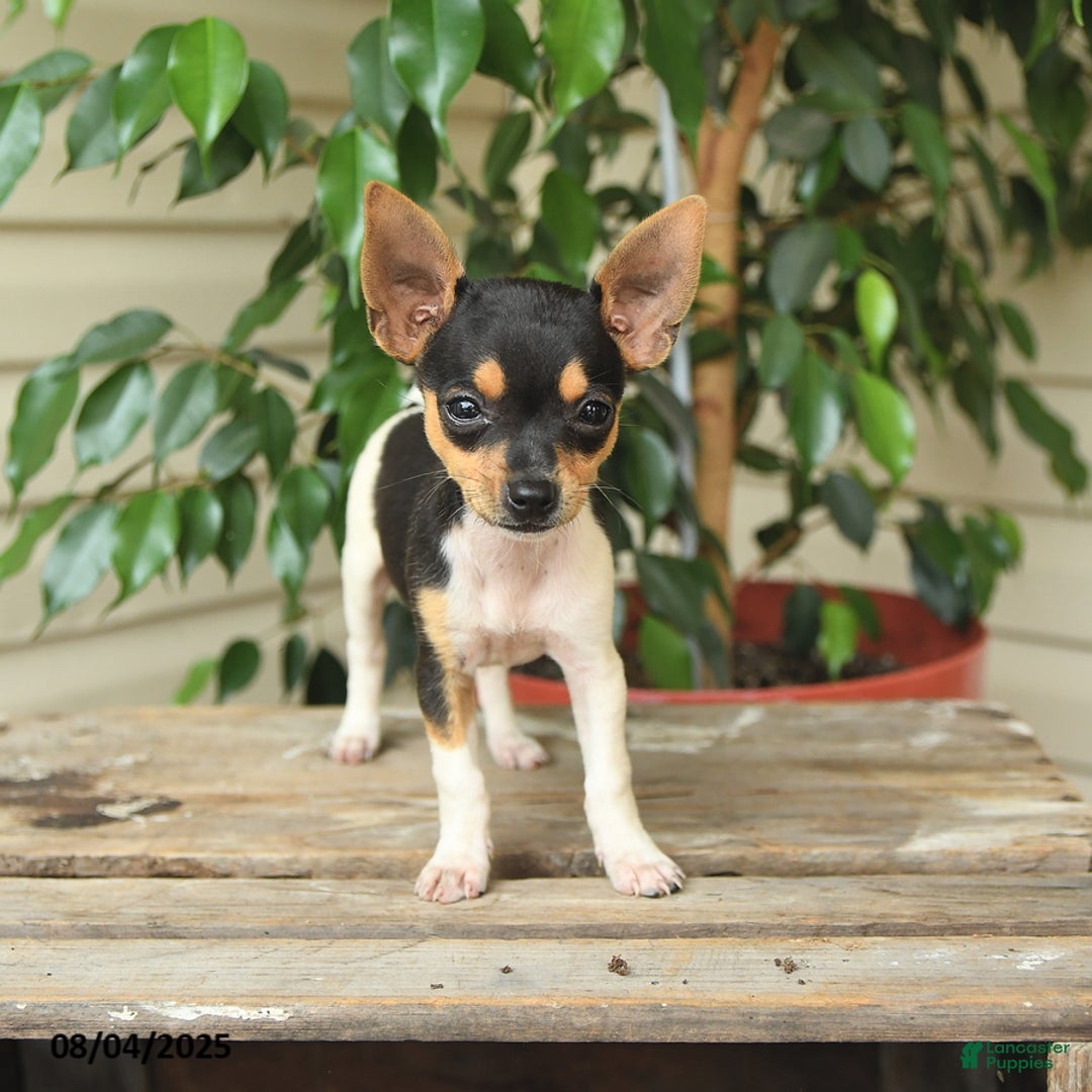 Rat Terrier dogs for sale: Riley - Image 1