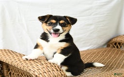 Jack Russell Terrier dogs for sale: Jack Russell Terrier 5 puppies - Image 15
