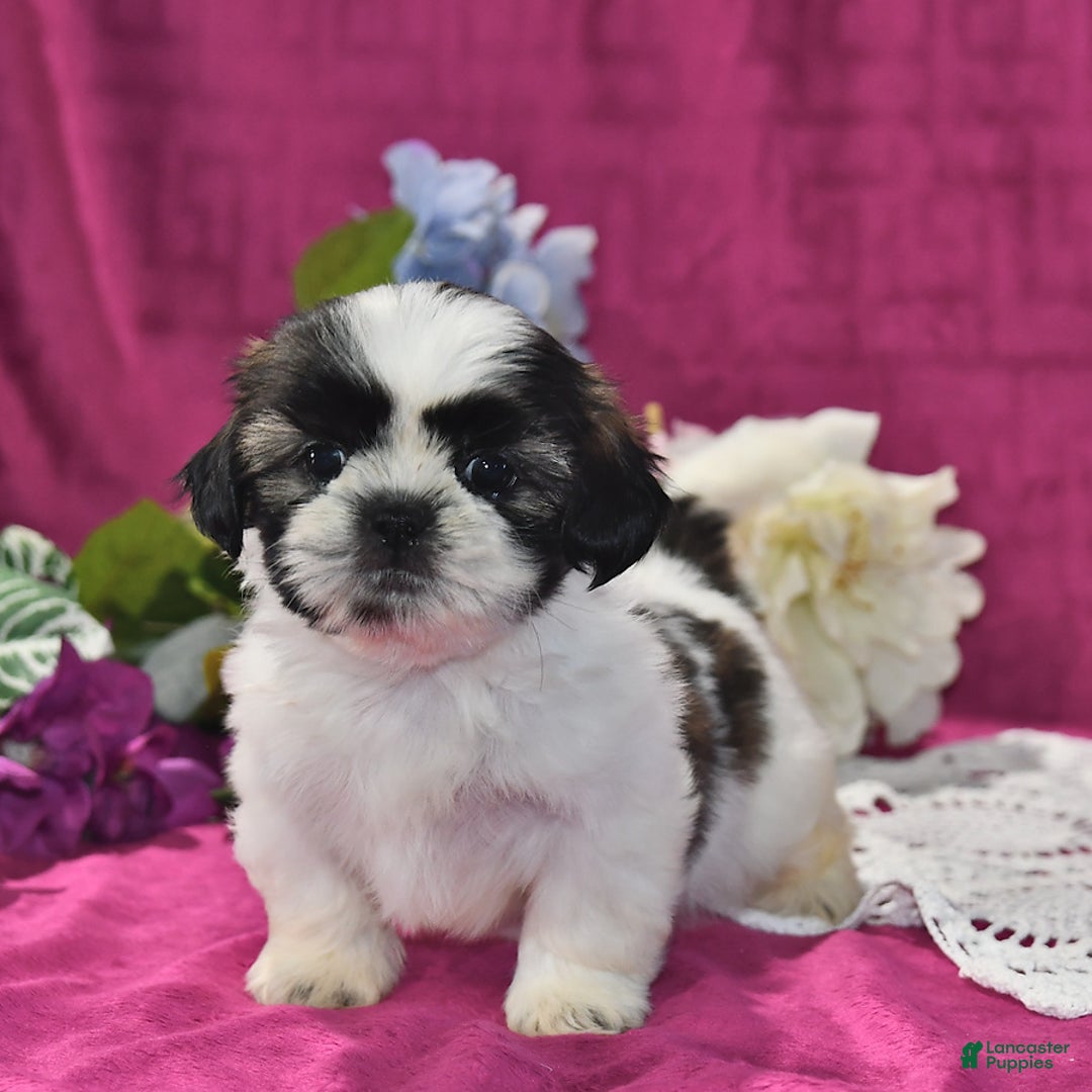 Shih Tzu dogs for sale: Lily - Image 4