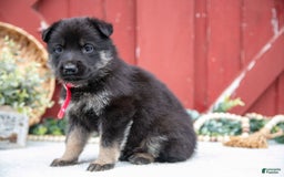German Shepherd dogs for sale: Skipper - Image 4
