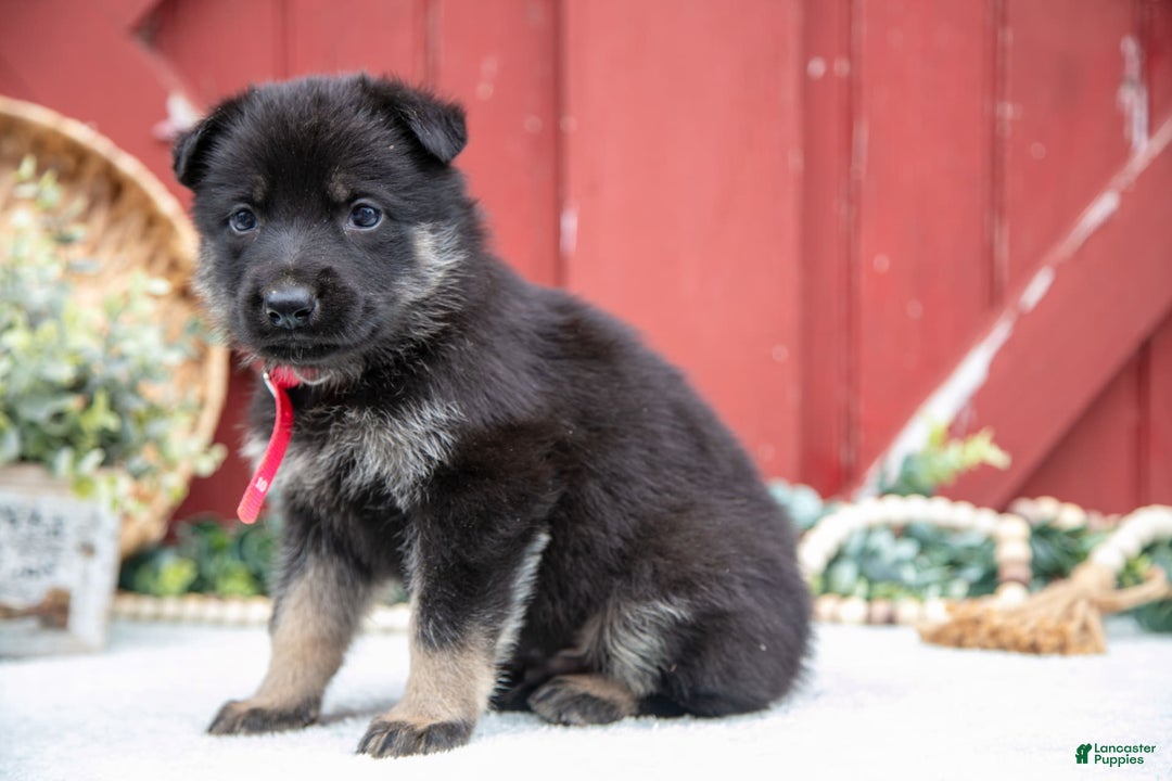German Shepherd dogs for sale: Skipper - Image 4