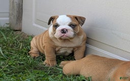 Olde English Bulldogge dogs for sale: Harper - Image 11