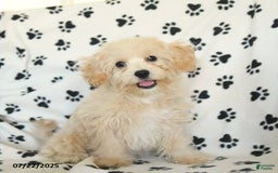 Cavapoo dogs for sale: Ace - Image 22
