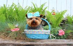 Yorkshire Terrier dogs for sale: Randy - Image 5