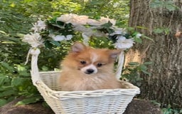 Pomeranian dogs for sale: Betsy - Image 3