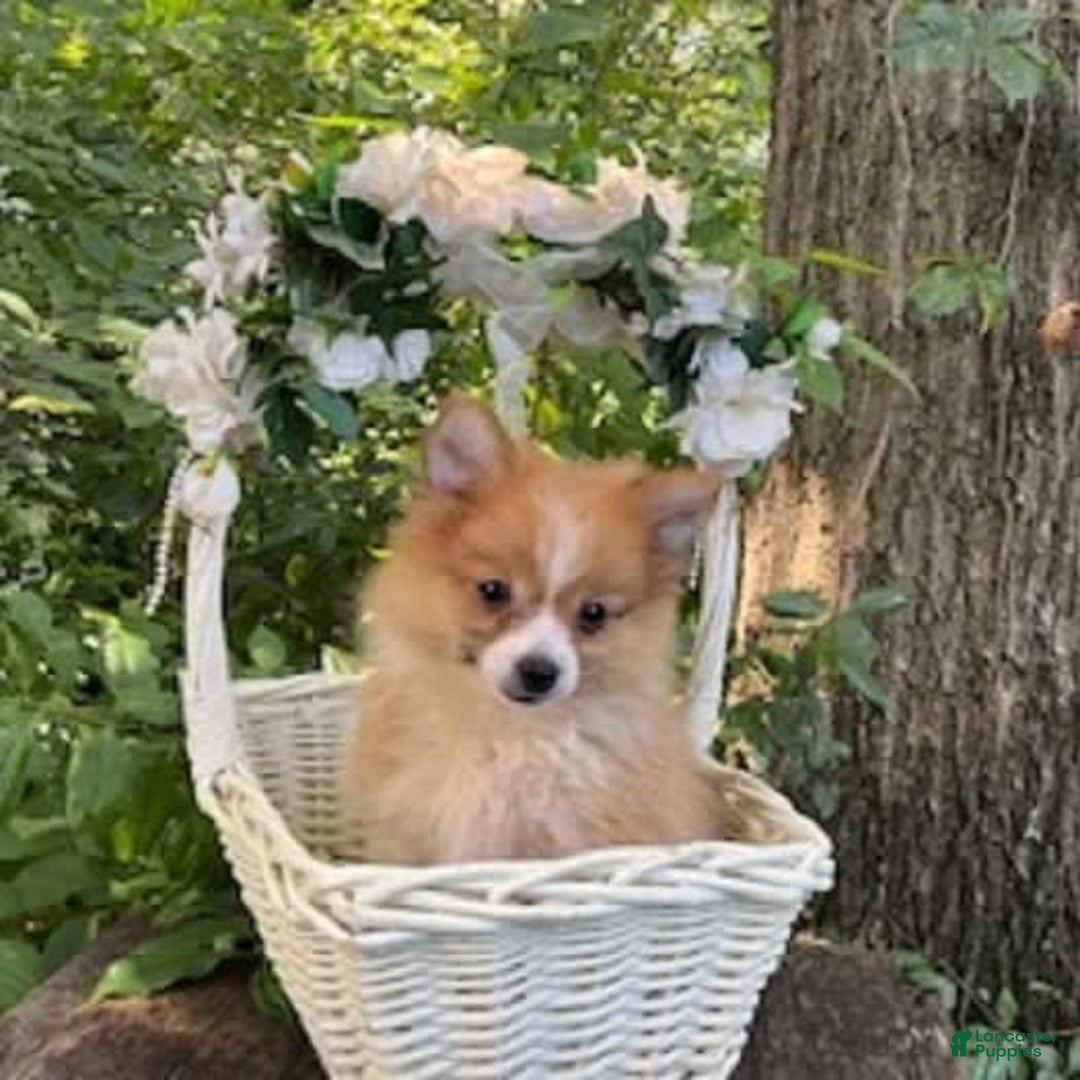Pomeranian dogs for sale: Betsy - Image 3