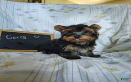 Yorkshire Terrier dogs for sale: Gerri - Image 2
