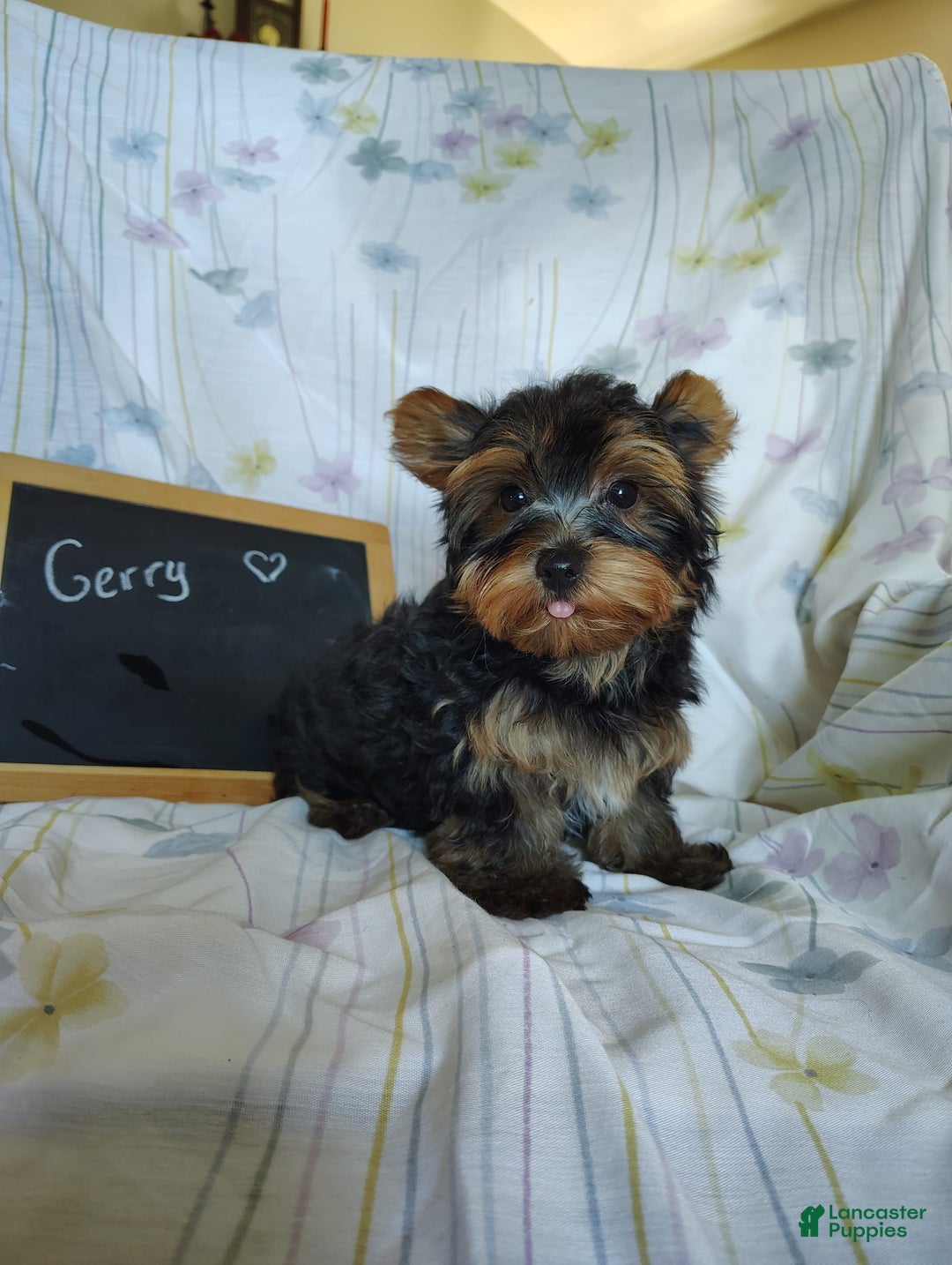 Yorkshire Terrier dogs for sale: Gerri - Image 2