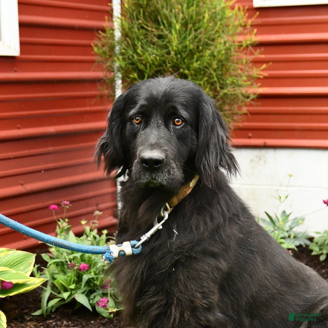 Newfoundland dogs for sale: Midnight - Image 2