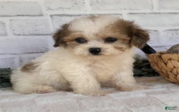 Toy Poodle dogs for sale: Prescott - Image 1