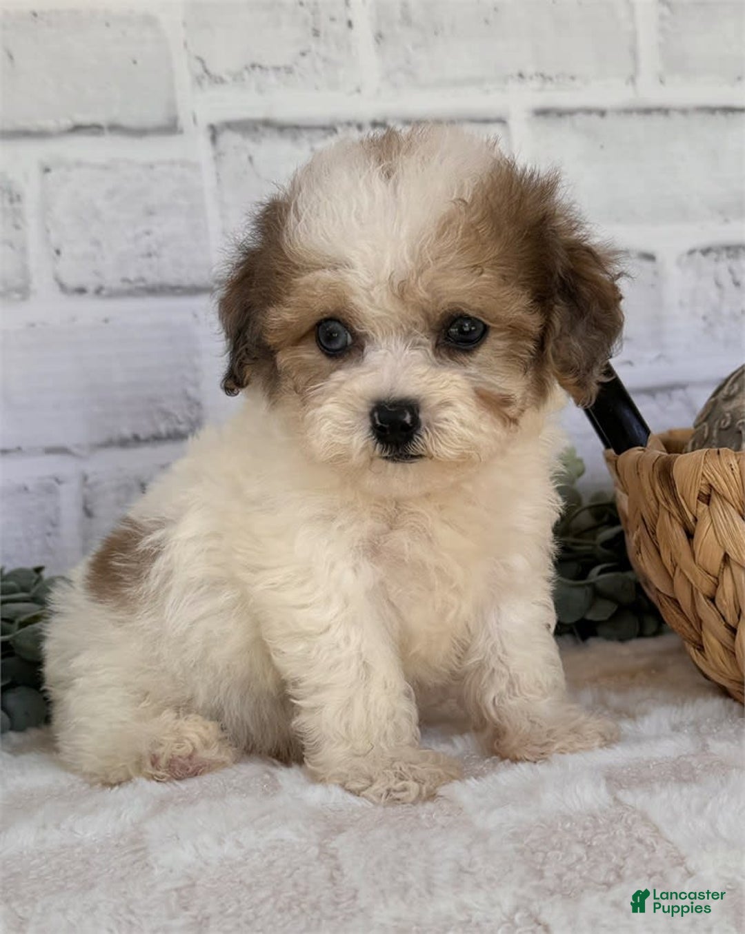 Toy Poodle dogs for sale: Prescott - Image 1