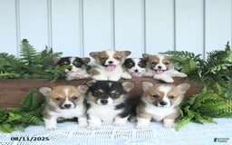 Welsh Corgi Pembroke dogs for sale: Miley - Image 4