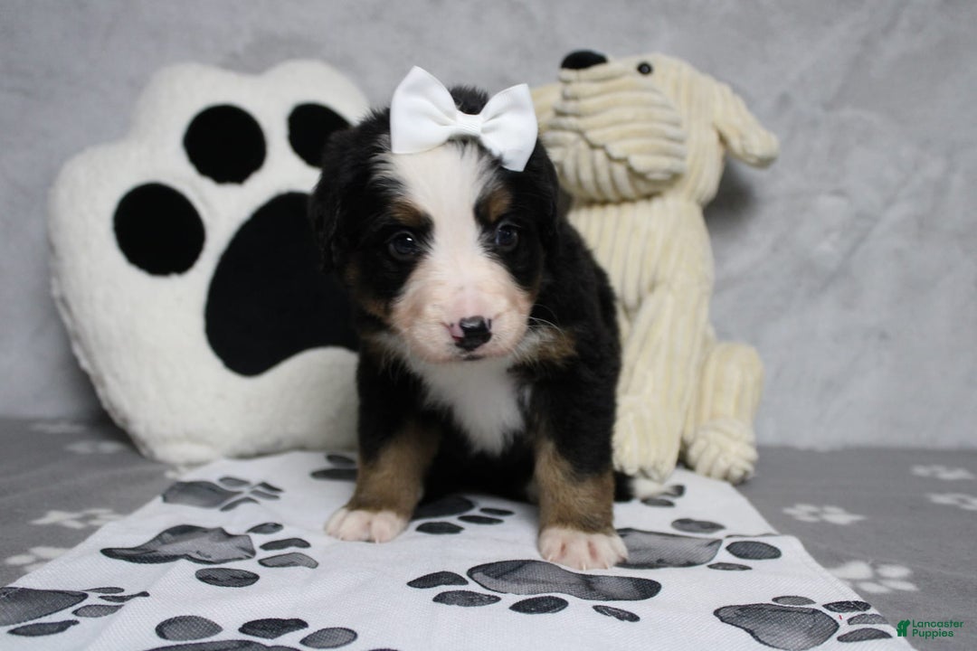 Cavapoo dogs for sale: Phoenix - Image 27