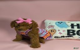 Mini Goldendoodle dogs for sale: Isley - Image 7