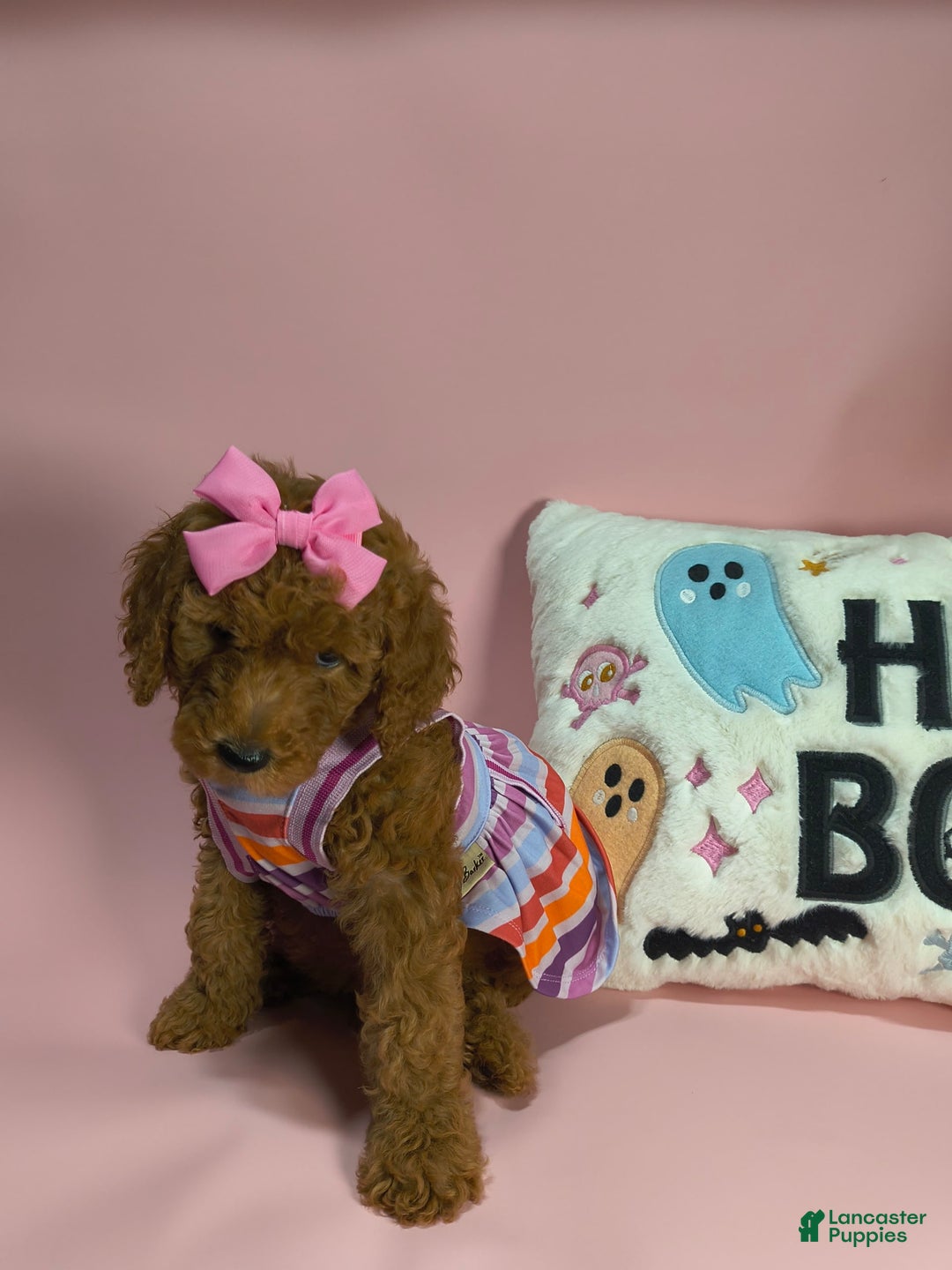 Mini Goldendoodle dogs for sale: Isley - Image 7