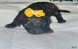 Miniature Poodle dogs for sale: Star - Image 2