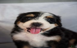 Bernedoodle dogs for sale: Jerry - Image 20
