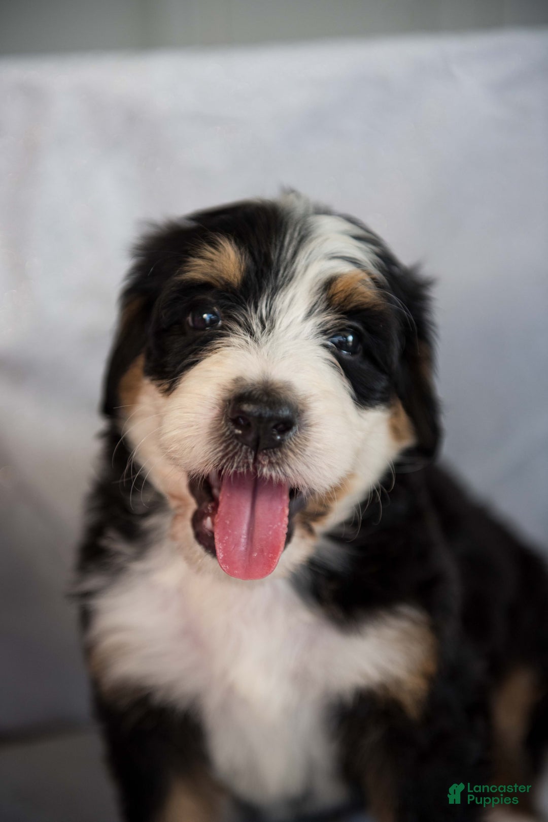 Bernedoodle dogs for sale: Jerry - Image 20
