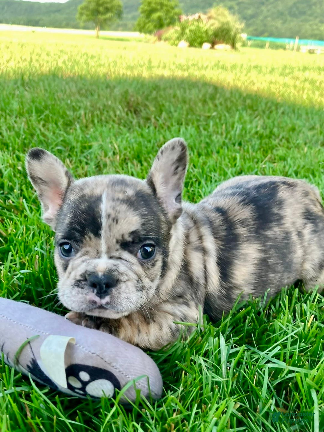 French Bulldog dogs for sale: Cooper - Image 5