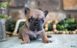 French Bulldog dogs for sale: Alex - Image 1