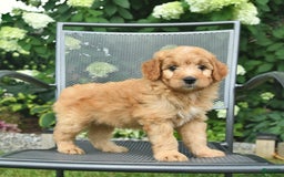Mini Goldendoodle dogs for sale: Luca - Image 3