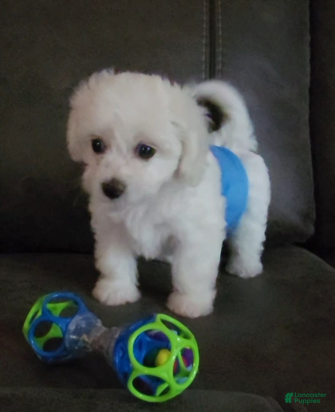 Cavachon dogs for sale: Justice - Image 6