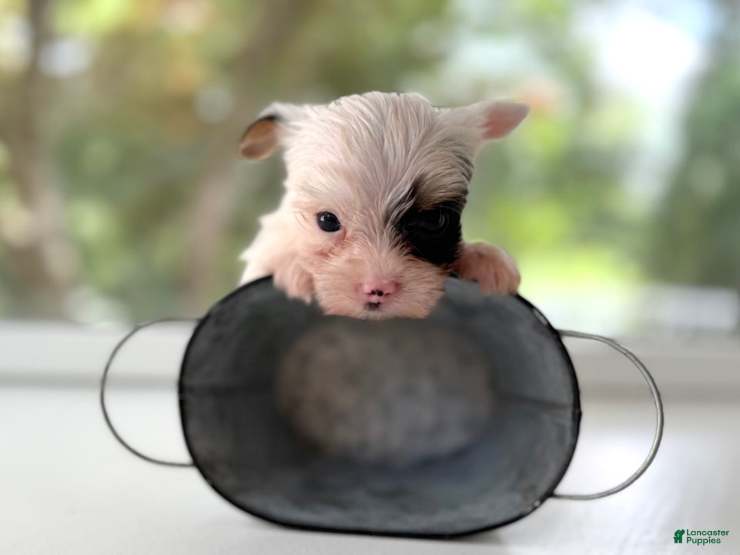 Yorkshire Terrier dogs for sale: Daniel - Image 6