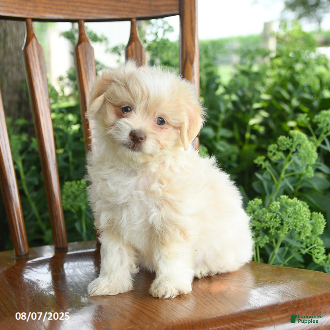 Havanese dogs for sale: Baylie - Image 1