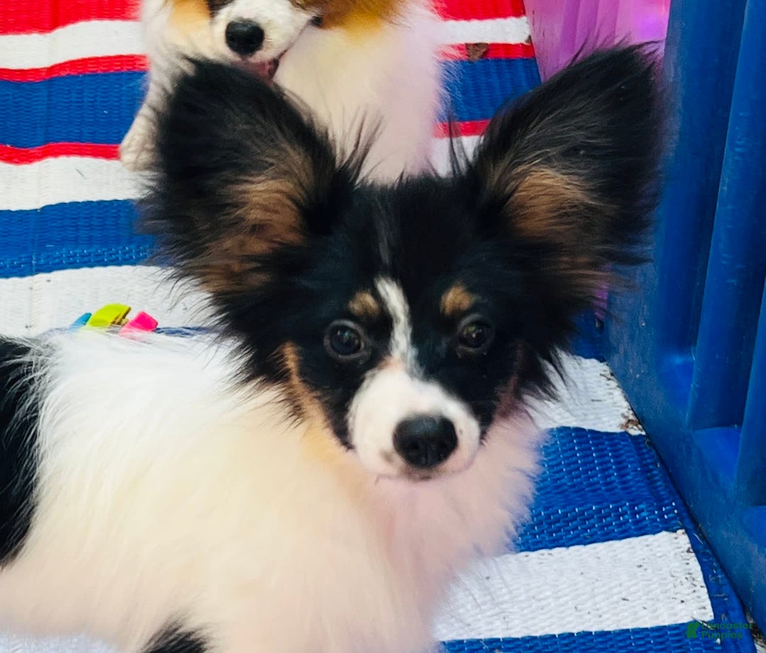 Papillon dogs for sale: Ch. Olimpia X Wilder - Image 2